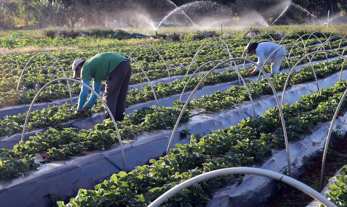 agricultura-de-precisao-e-iot-4 A agricultura de precisão é um conjunto de técnicas e tecnologias voltadas para gerenciar e otimizar o uso de insumos agrícolas de forma localizada e estratégica. Com o apoio da IoT (Internet of Things), essa abordagem se torna ainda mais poderosa, pois cada parte da lavoura pode ser monitorada e controlada de maneira individualizada.