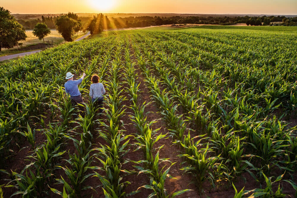 agricultura-de-precisao-e-iot-3 Além de melhorar a eficiência, a IoT contribui para práticas mais sustentáveis. O uso racional de insumos reduz a contaminação do solo e da água, enquanto o monitoramento climático permite planejar safras de forma a minimizar desperdícios e prejuízos. Essa abordagem também fortalece a imagem do produtor perante consumidores cada vez mais preocupados com a origem e o impacto ambiental dos alimentos.