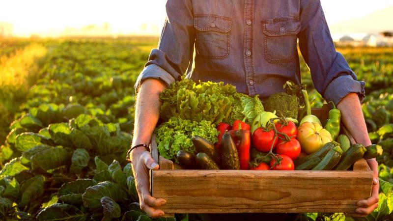 Neste artigo, vamos mergulhar em por que a IoT é fundamental na agricultura sustentável, detalhando como o uso de sensores e dispositivos conectados está revolucionando o campo, otimizando recursos como água e fertilizantes, e pavimentando o caminho para um futuro mais eficiente e responsável no agronegócio brasileiro.