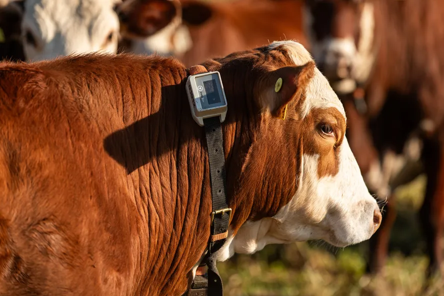 O que fazer em caso de roubo? Com a tecnologia da Empresa de chip m2m IOT Conect, o rastreio em tempo real permite que as autoridades sejam acionadas imediatamente com a localização exata do animal furtado, facilitando a recuperação e inibindo a ação de criminosos. O custo da tecnologia se torna um investimento irrisório perto do valor de um rebanho protegido.