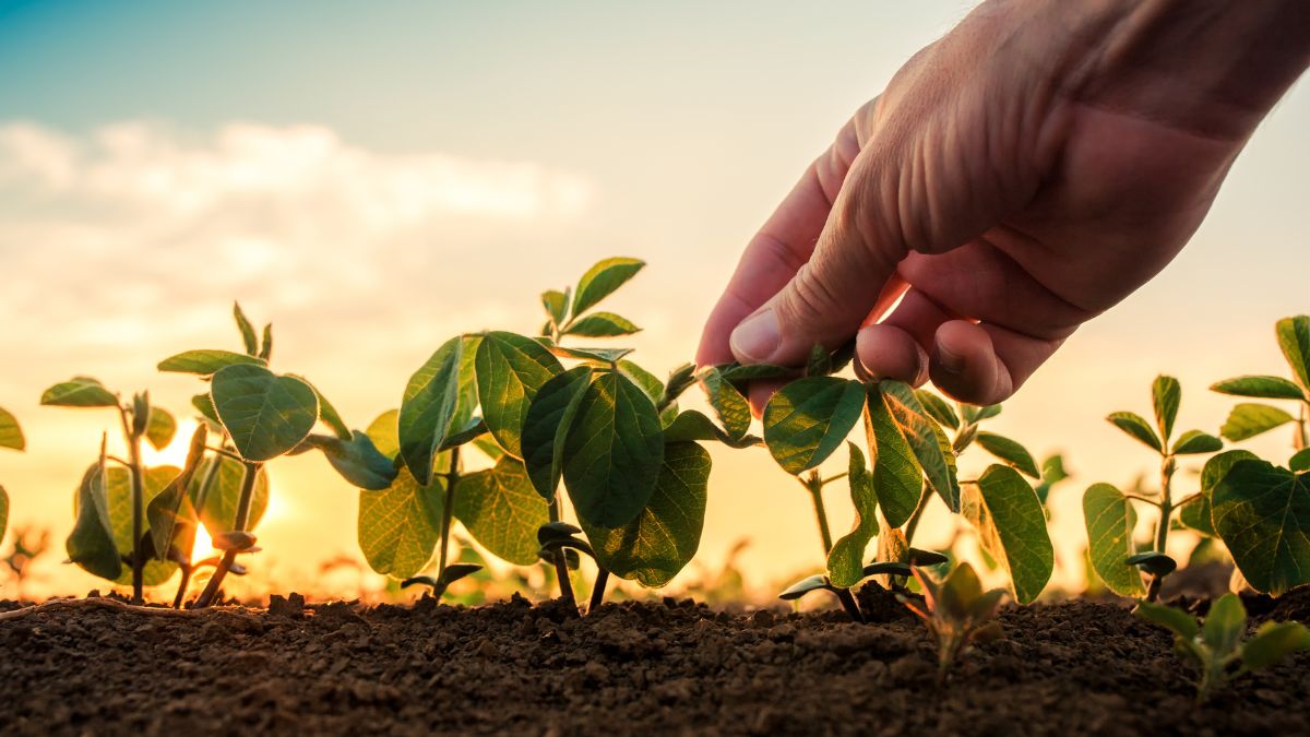 A Agricultura 4.0 representa a quarta revolução no campo, caracterizada pela integração de tecnologias digitais como IoT, Big Data, Inteligência Artificial e automação. O papel central da IoT é ser a ferramenta de coleta de dados e conexão de máquinas, agindo como os 