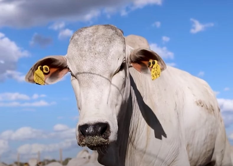 O rastreamento de gado no agronegócio utiliza tecnologias como GPS, RFID e sensores para monitorar em tempo real a localização, saúde e comportamento dos animais, promovendo maior produtividade, segurança e eficiência na gestão pecuária. Essa integração de dados e automação é o que chamamos de pecuária de precisão.